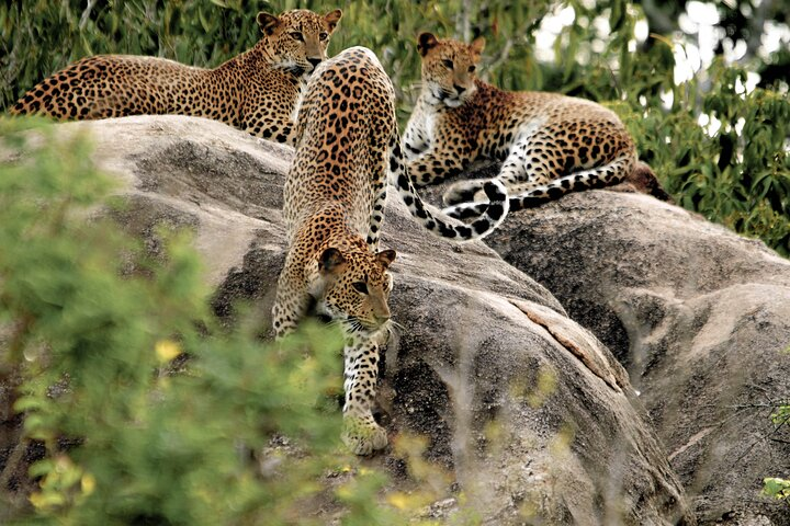 Yala National Park Safari from Balapitiya - Photo 1 of 7
